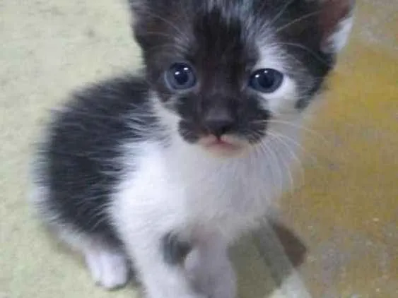 Gato ra a  idade  nome Diversos