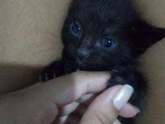 Gato ra a  idade  nome Diversos