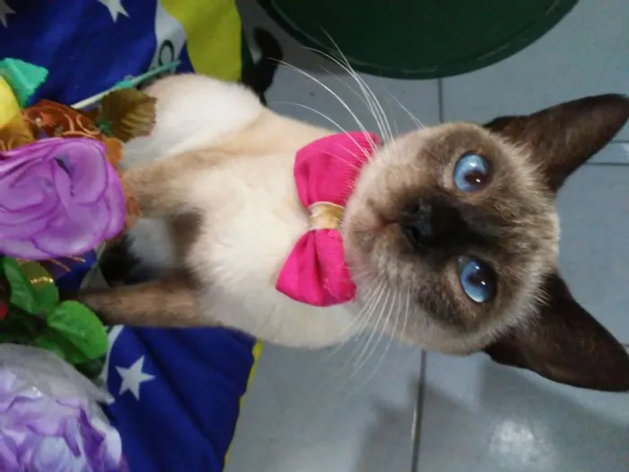 Gato ra a Siamês idade 1 ano nome Nina