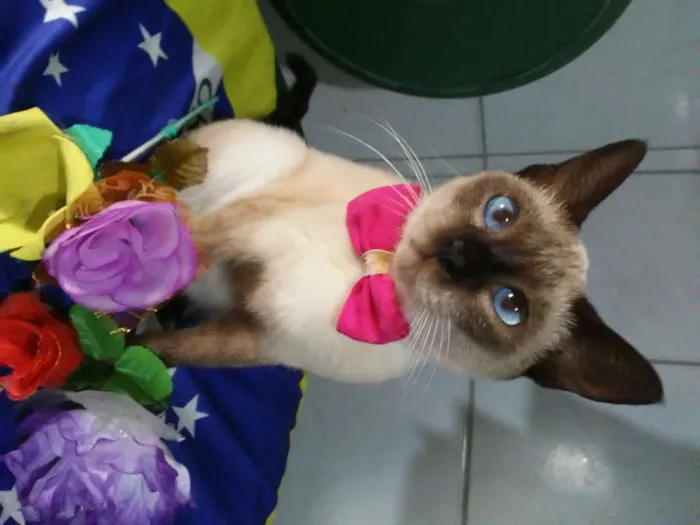 Gato ra a Siamês idade 1 ano nome Nina