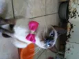 Nina