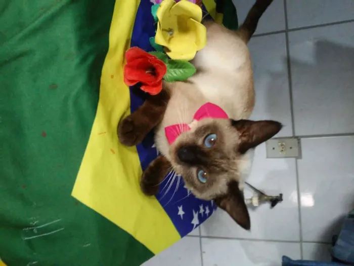 Gato ra a Siamês idade 1 ano nome Nina