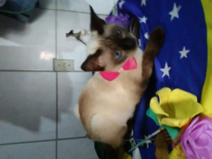 Gato ra a Siamês idade 1 ano nome Nina