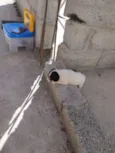 Branquinho