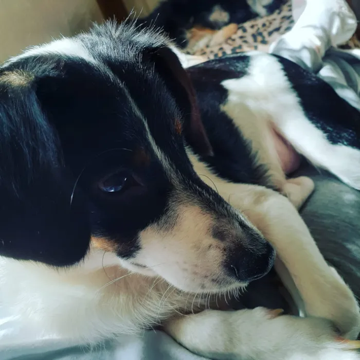 Cachorro ra a SRD idade 1 ano nome Juninho