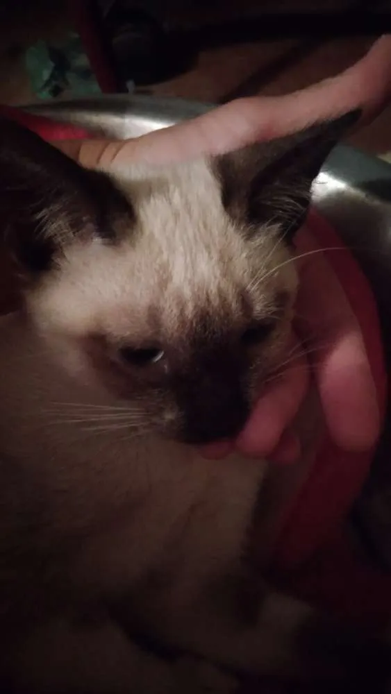 Gato ra a Srd idade 2 a 6 meses nome Dara