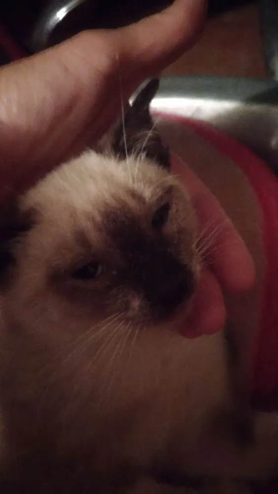 Gato ra a Srd idade 2 a 6 meses nome Dara