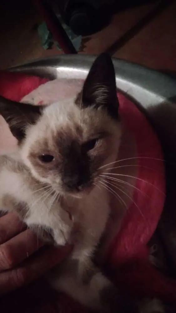 Gato ra a Srd idade 2 a 6 meses nome Dara
