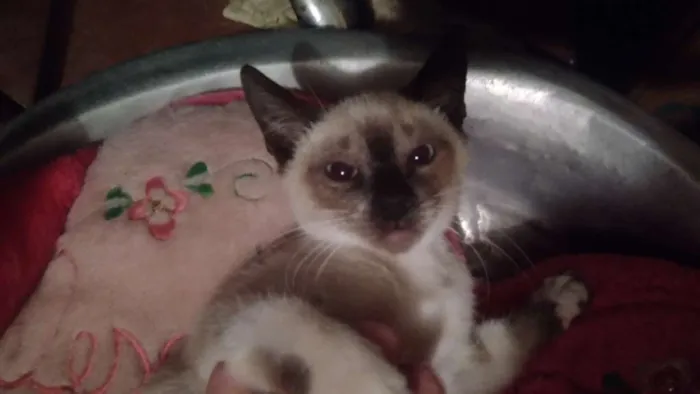 Gato ra a Srd idade 2 a 6 meses nome Dara