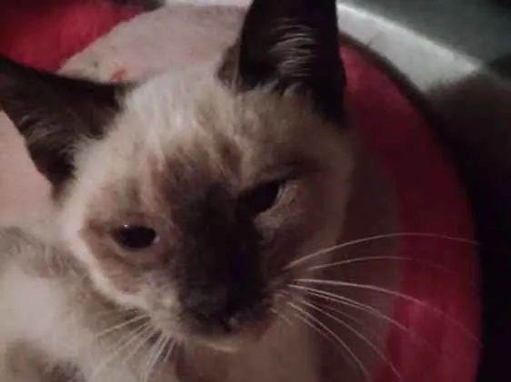 Gato ra a Srd idade 2 a 6 meses nome Dara