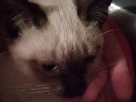 Gato ra a Srd idade 2 a 6 meses nome Dara