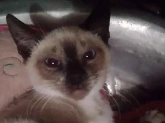 Gato ra a Srd idade 2 a 6 meses nome Dara