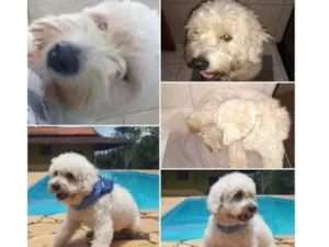 Cachorro raça poodle idade 2 anos nome Ted