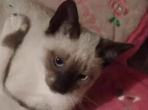 Gato raça Srd idade 2 a 6 meses nome Dara