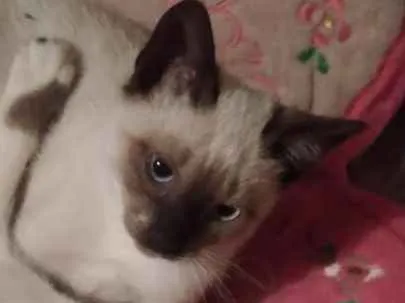 Gato ra a Srd idade 2 a 6 meses nome Dara