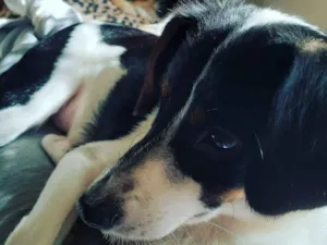 Cachorro raça SRD idade 1 ano nome Juninho