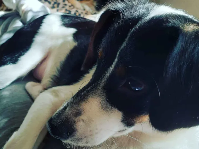 Cachorro ra a SRD idade 1 ano nome Juninho