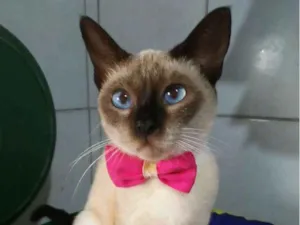Gato raça Siamês idade 1 ano nome Nina