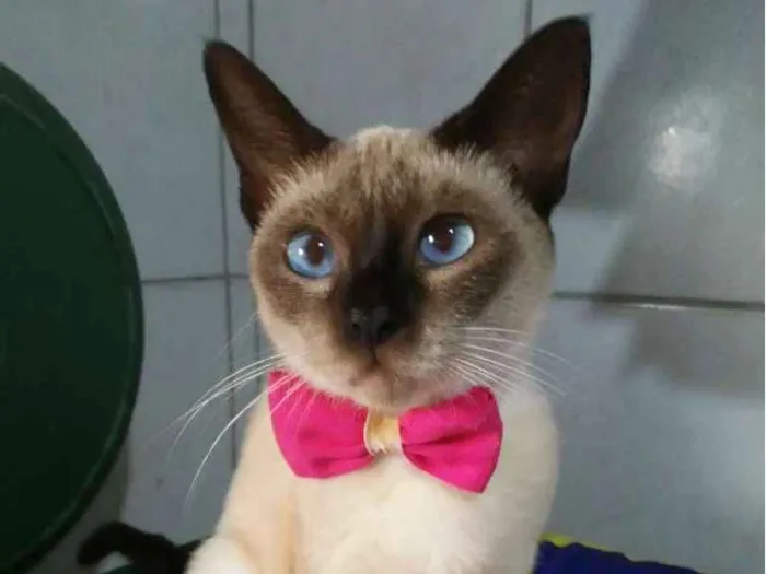 Gato ra a Siamês idade 1 ano nome Nina