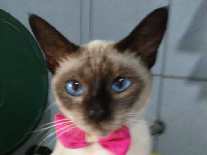 Gato ra a Siamês idade 1 ano nome Nina