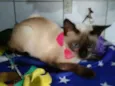Nina