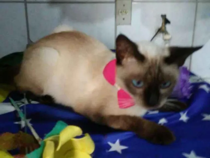 Gato ra a Siamês idade 1 ano nome Nina