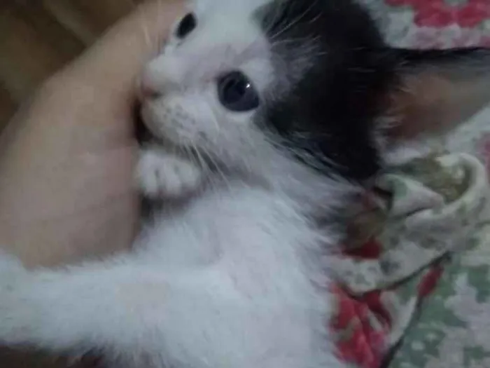 Gato ra a  idade  nome Diversos