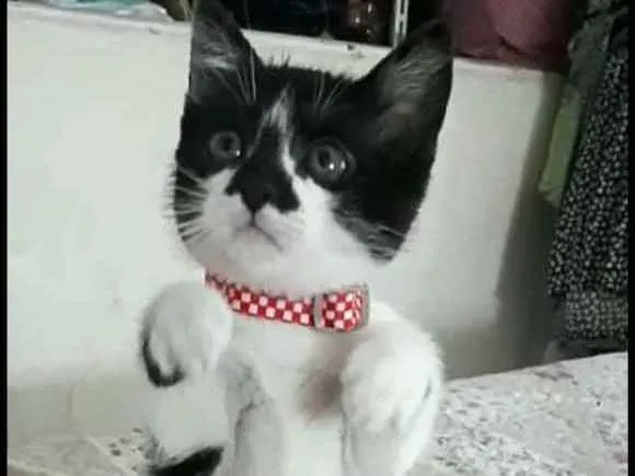 Gato ra a  idade 2 a 6 meses nome Liz 