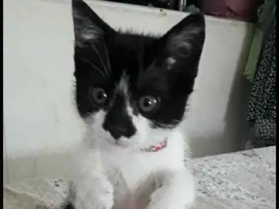 Gato ra a  idade 2 a 6 meses nome Liz 