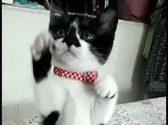 Gato ra a  idade 2 a 6 meses nome Liz 