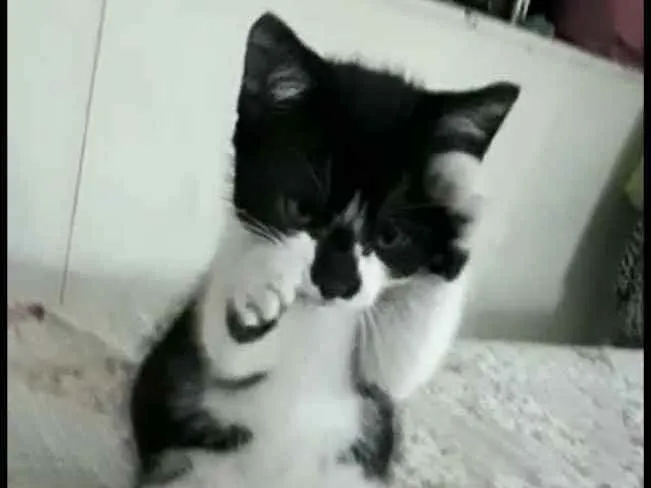 Gato ra a  idade 2 a 6 meses nome Liz 