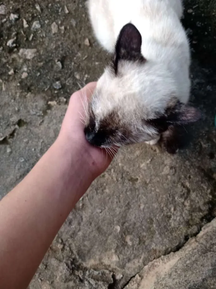 Gato raça Não sei  idade 2 a 6 meses nome Gato