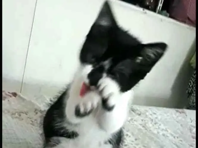 Gato ra a  idade 2 a 6 meses nome Liz 