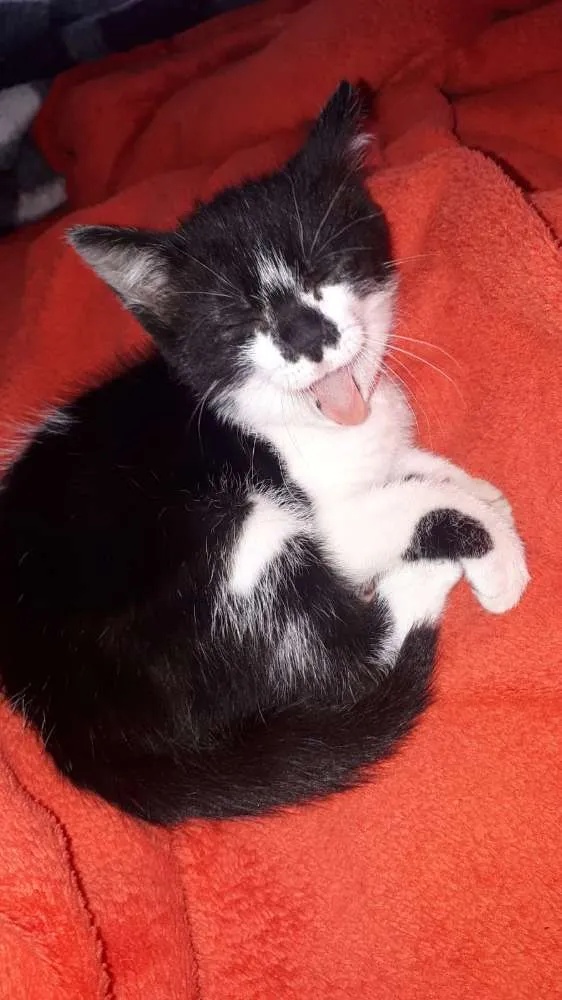 Gato ra a  idade 2 a 6 meses nome Liz 