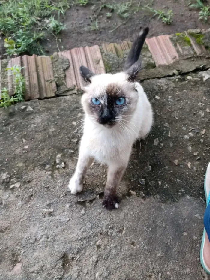 Gato raça Não sei  idade 2 a 6 meses nome Gato