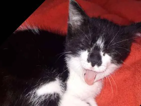 Gato ra a  idade 2 a 6 meses nome Liz 
