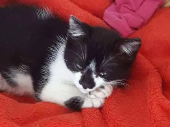 Gato ra a  idade 2 a 6 meses nome Liz 