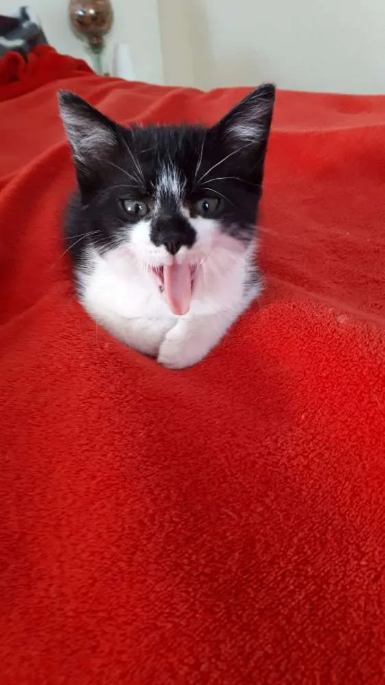 Gato ra a  idade 2 a 6 meses nome Liz 