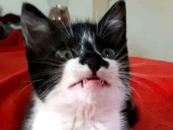 Gato ra a  idade 2 a 6 meses nome Liz 