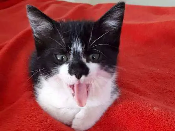 Gato ra a  idade 2 a 6 meses nome Liz 
