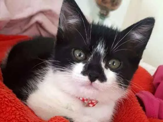 Gato ra a  idade 2 a 6 meses nome Liz 