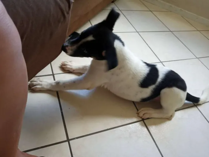 Cachorro ra a  pastor alemão cm vira lata idade 2 a 6 meses nome Bela 