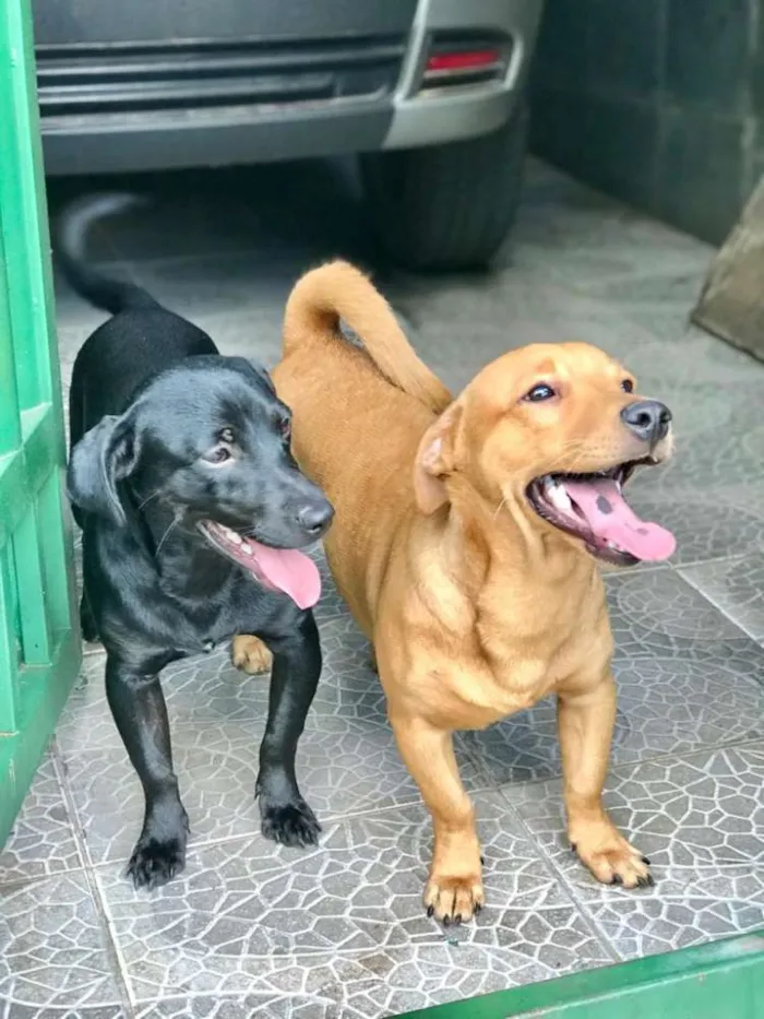 Cachorro ra a Salchicha com vira-latas  idade 7 a 11 meses nome Teo