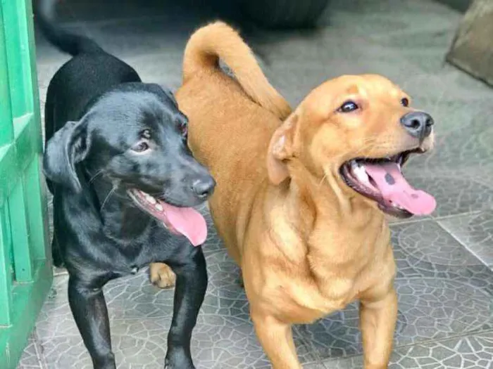 Cachorro ra a Salchicha com vira-latas  idade 7 a 11 meses nome Teo