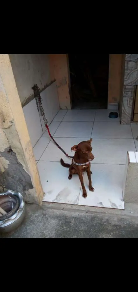 Cachorro ra a Pinscher com vira lata idade 1 ano nome Lucky