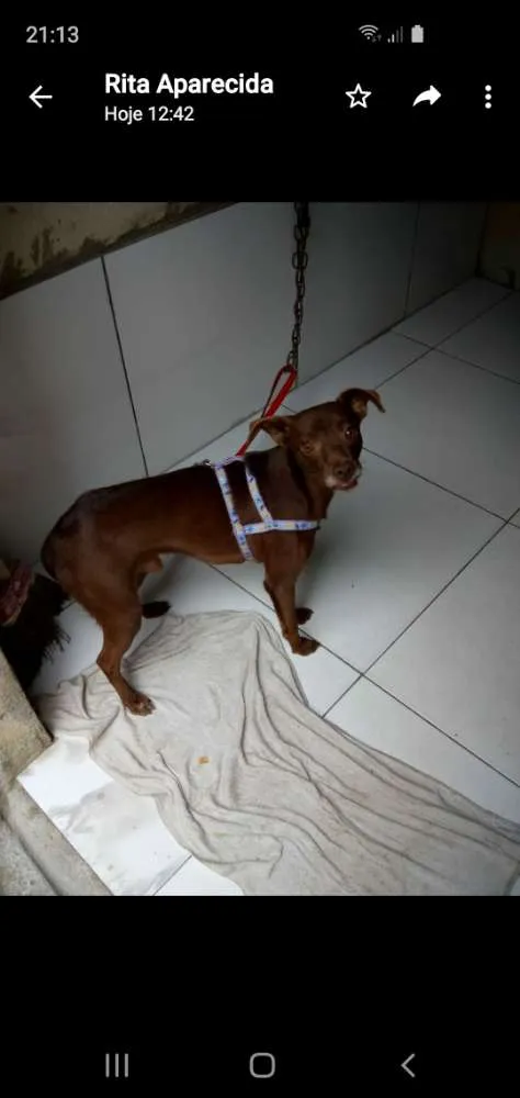 Cachorro ra a Pinscher com vira lata idade 1 ano nome Lucky