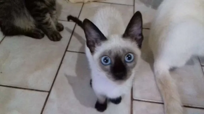 Cachorro ra a Mestiça siamês  idade 2 a 6 meses nome Tulipa