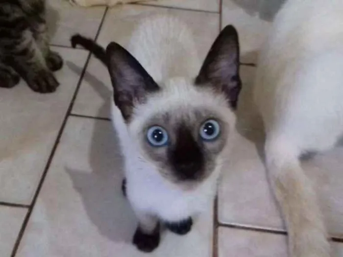 Cachorro ra a Mestiça siamês  idade 2 a 6 meses nome Tulipa