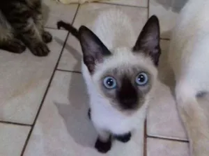 Cachorro raça Mestiça siamês  idade 2 a 6 meses nome Tulipa