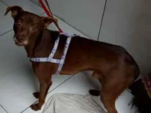 Cachorro raça Pinscher com vira lata idade 1 ano nome Lucky
